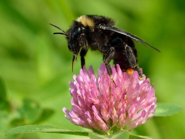 Trifolium pratense | Mammoth Red Clover | Red Clover | 100 Seeds