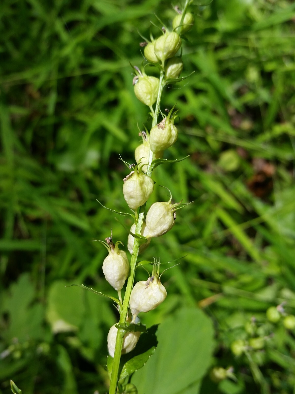 Indian Tobacco Seeds – Lobelia inflata Seeds – Multiple Quantities