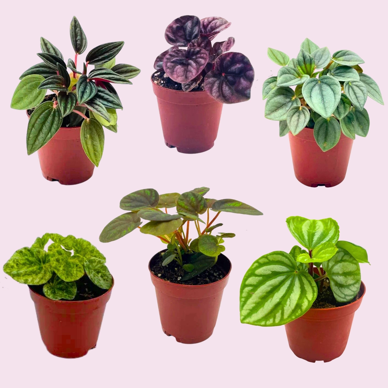 Peperomia Assortment, Foliage Set, Rosso, Frost, albovittata, caperata, Premium
