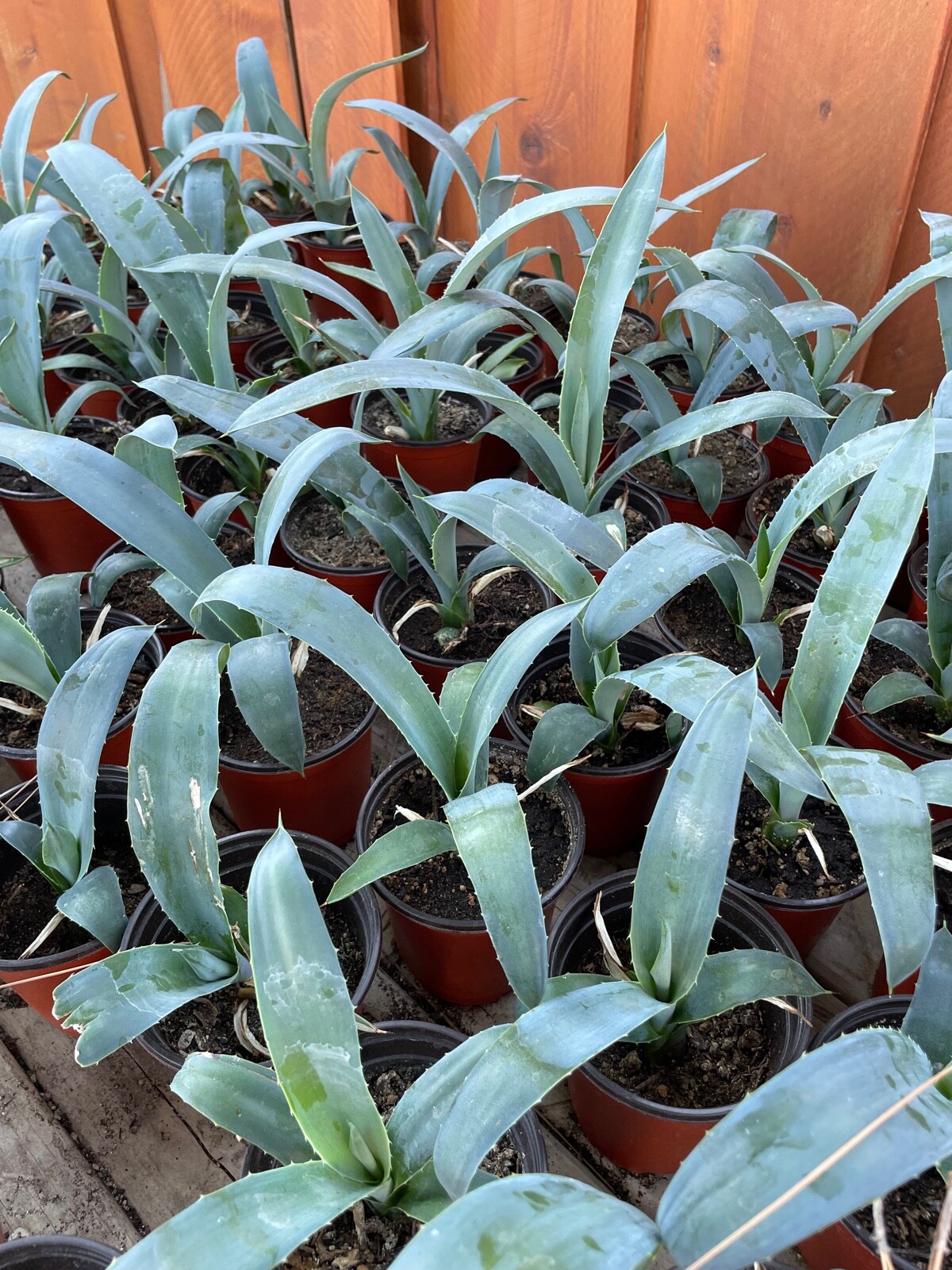 7″ 8″ Blue Agave Plant Planter (A Tequilana) Indoor/Outdoor Succulent Home Decor