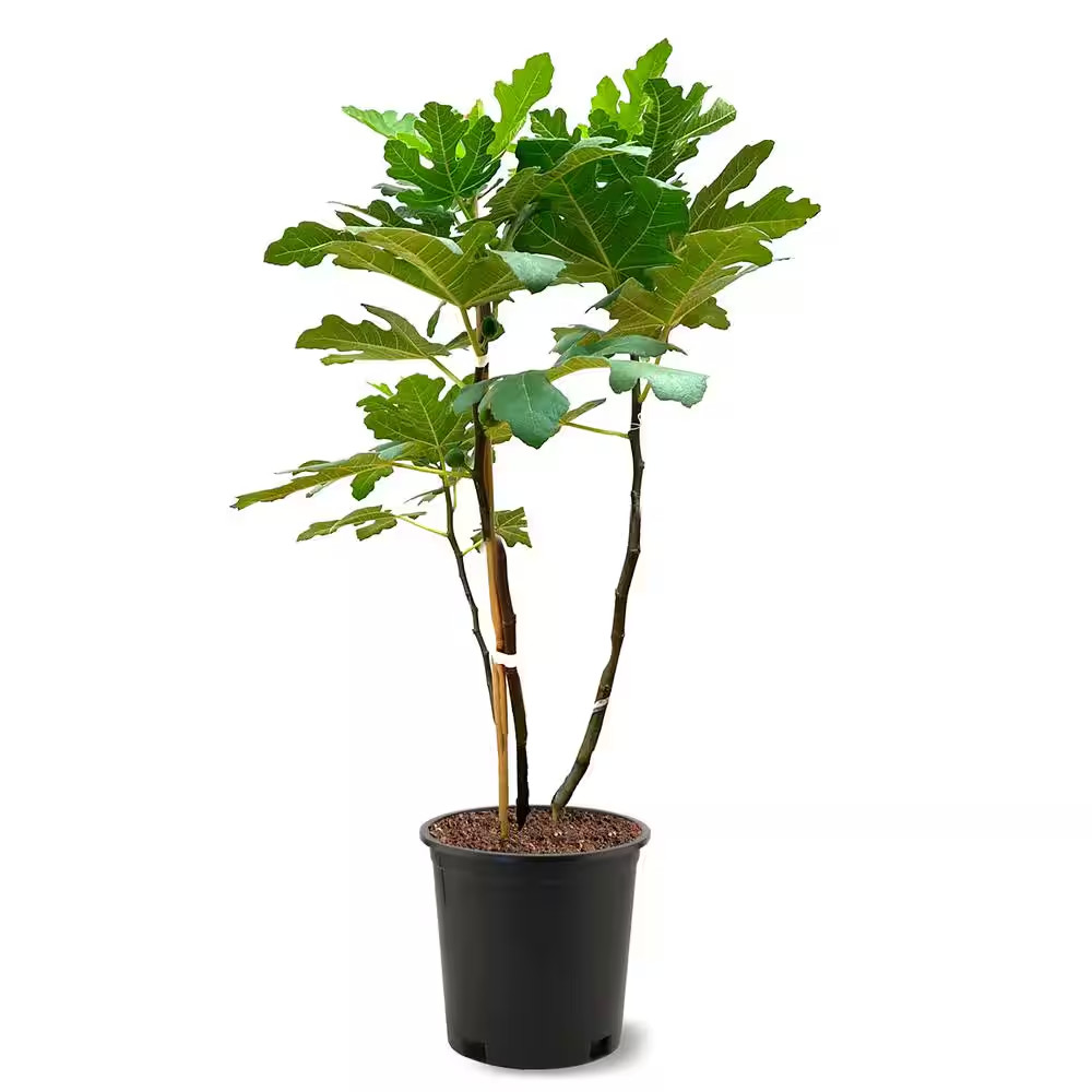 5 Gal. Brown Turkey Fig Tree