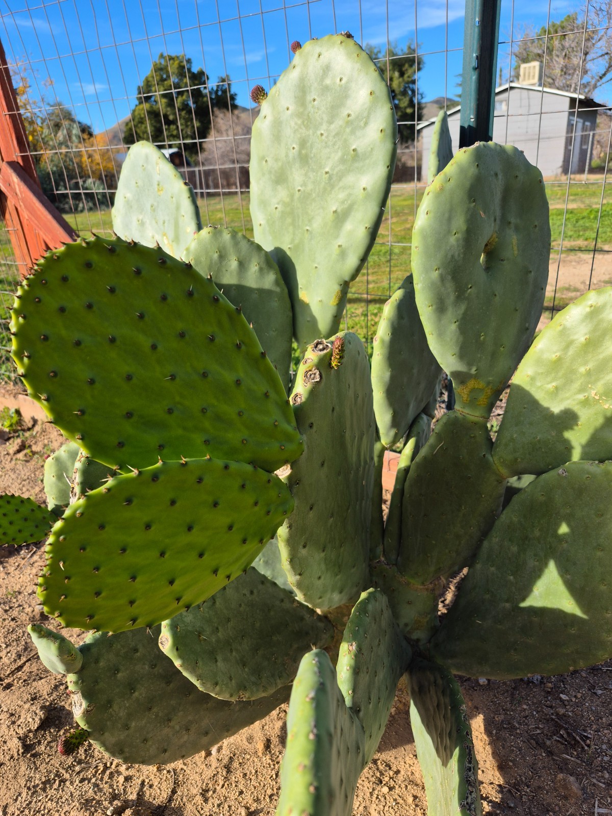 Rooted Prickly Pear Cactus Pad (8–12″) – Live Opuntia Plant