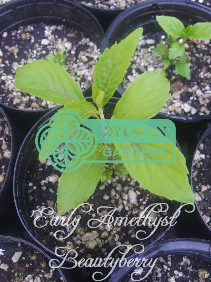 Purple Beautyberry (Callicarpa dichotoma ‘Early Amethyst’) – Multiple Sizes