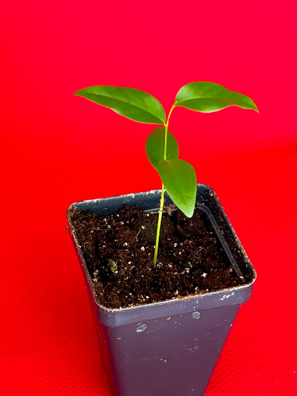 Fingersop Meiogyne cylindrocarpa Red Paipai Fruit Tropical Tree Plant RARE