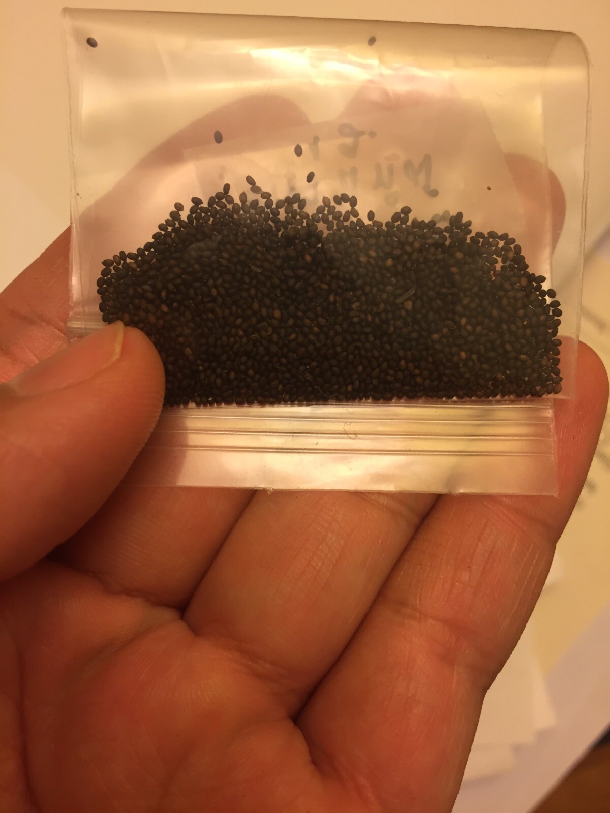 1g Red Holy Basil Seeds (2,000+seeds), กะเพราแดง