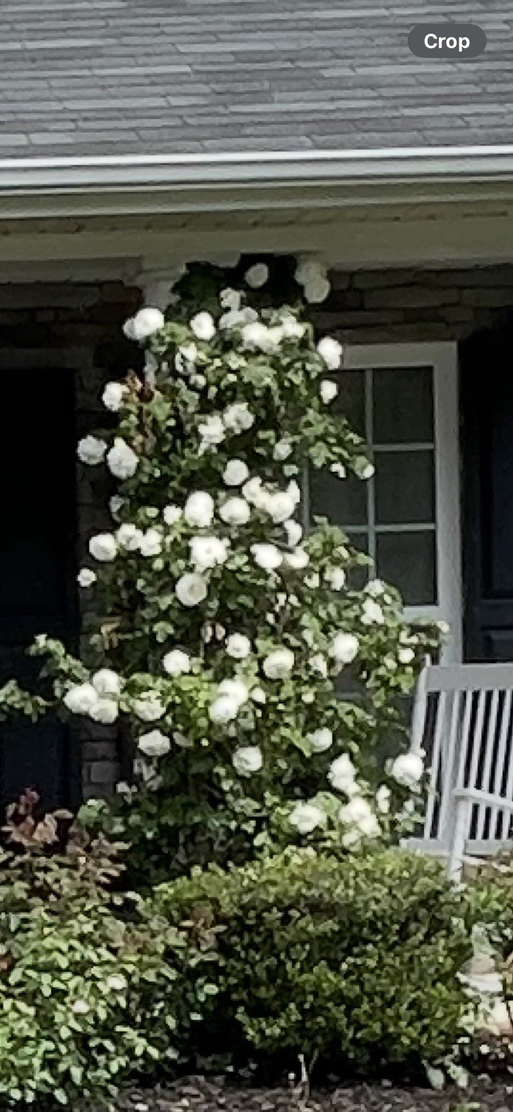 6 Cuttings of Cloud 10 Climbing Rose Live Flower Plant Scented+++ Everblooming!!