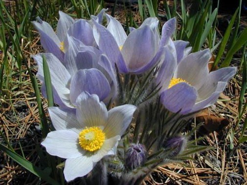 Anemone patens var. wolfgangiana | Pasque Flower | 10_Seeds