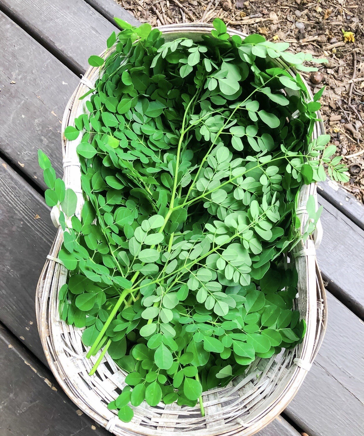 100+ SEEDS Organic Moringa | Malunggay SEEDS for Planting