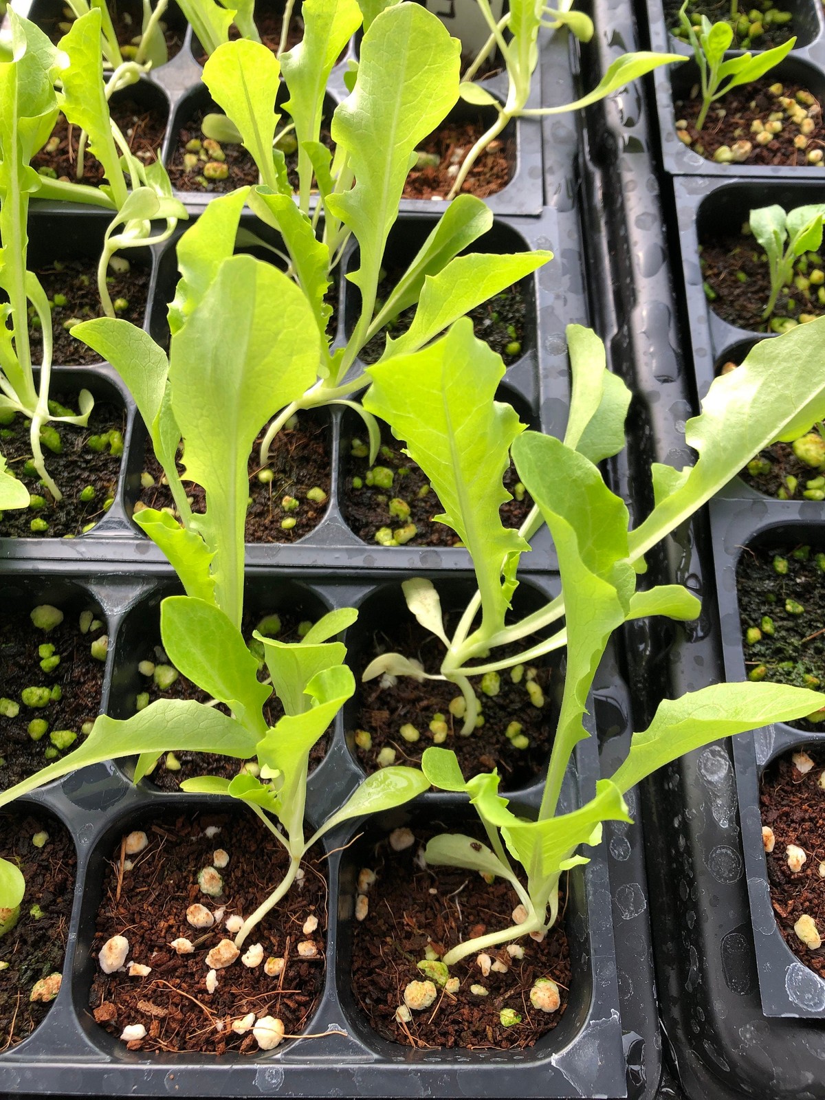 Iceberg Lettuce Live Plants – Seedlings/Plugs- 3″- 6″ tall – 30-50 days