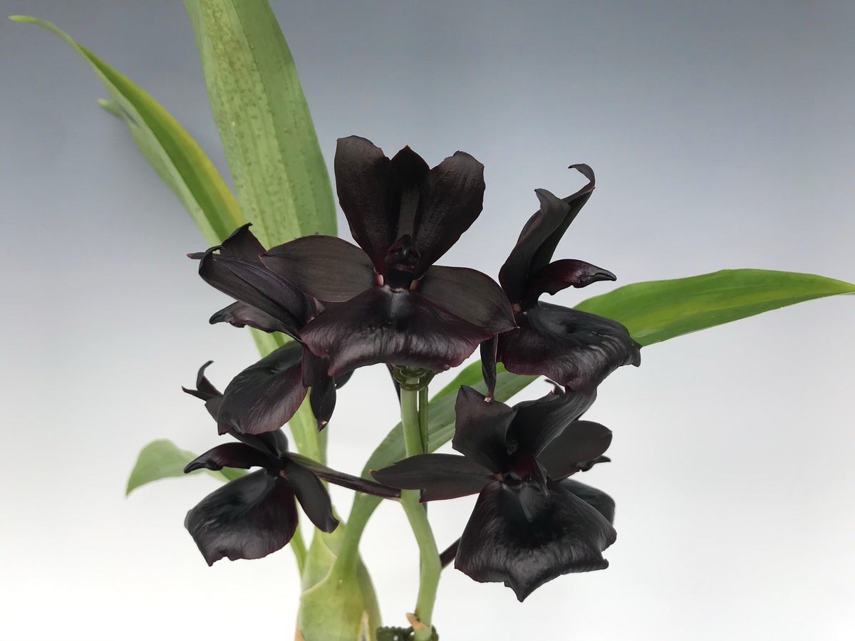 ORCHID PLANT Magic Mill 1 bulb bare root