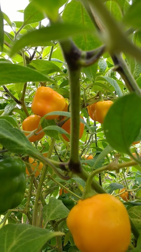 Manzano Pepper Seeds ORANGE (24 seeds per packet) free shipping