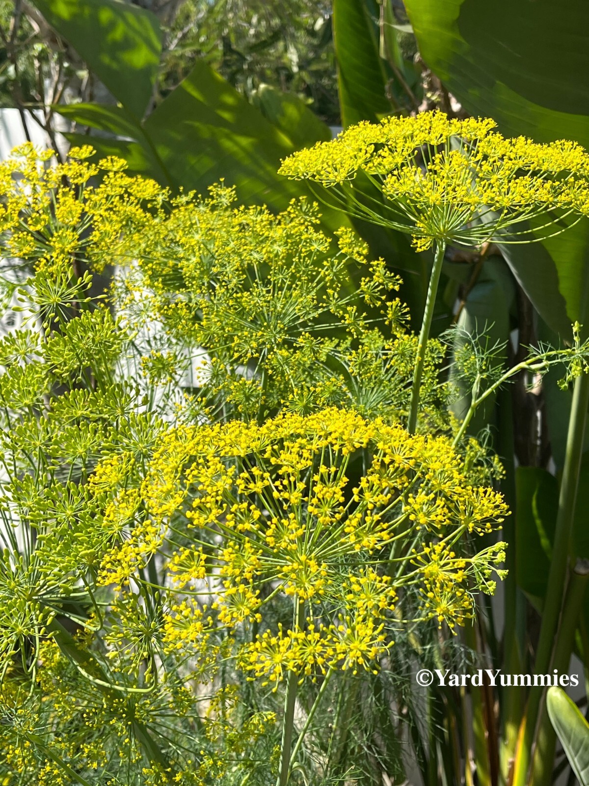 Bouquet Dill Herb Seeds- 300 SEEDS Heirloom Anethum Graveolens Naturally Grown