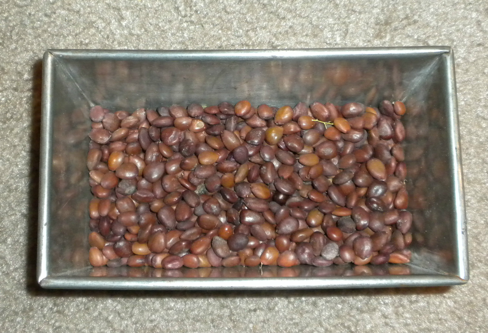 30 Carob Tree Seeds “Ceratonia Siliqua” wild-crafted Biblical fruit raw