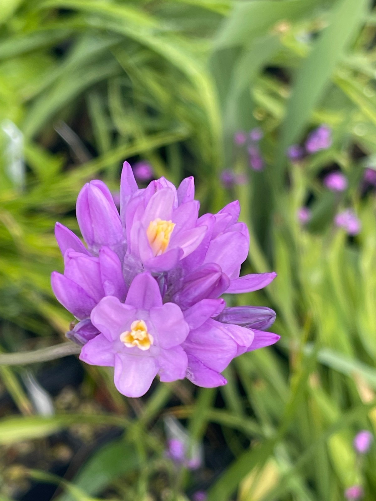 Bulbs B, CHOOSE 2: Brodiaea california, elegans, Dichelostemma, Dipterostemon