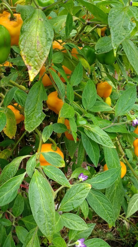 Manzano Pepper Seeds ORANGE (24 seeds per packet) free shipping