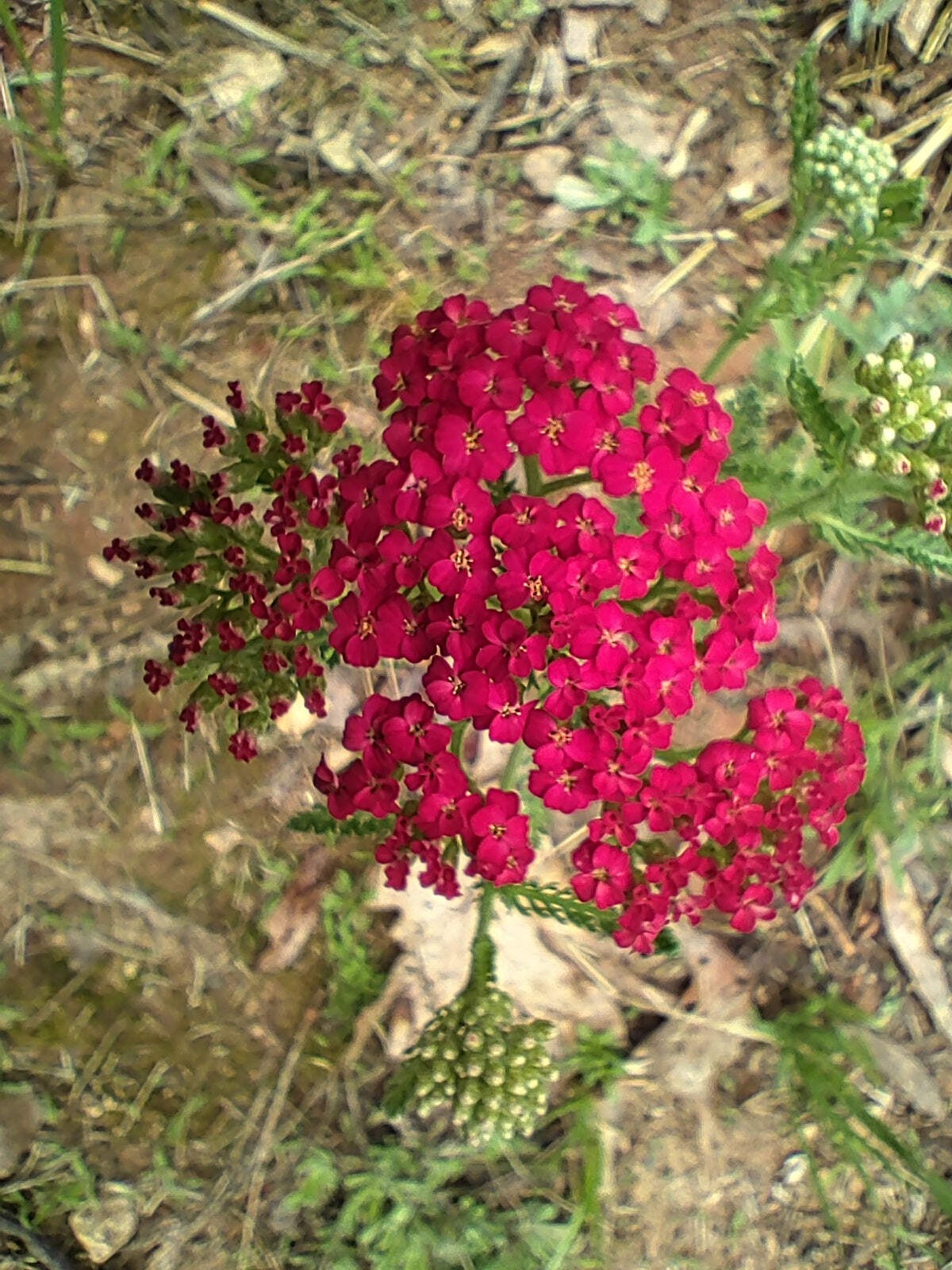 Red Yarrow ‘Paprika’ plant 3.25″ pot – Achillea millefolium