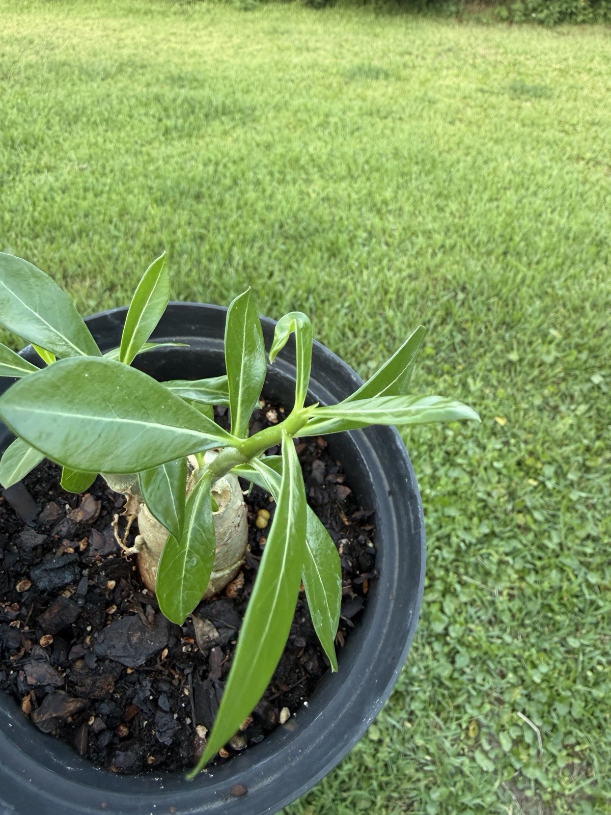 Desert Rose Seedling