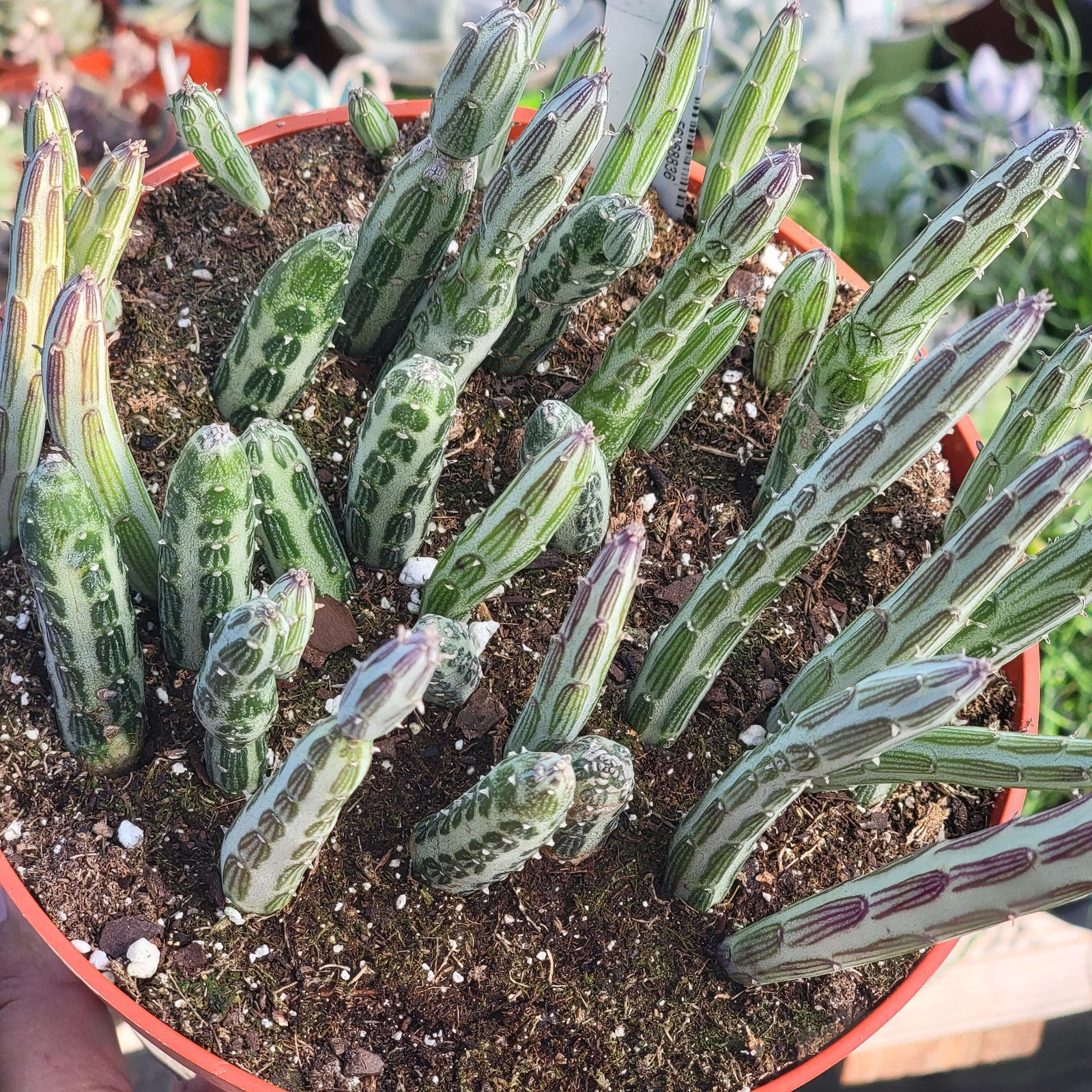 Kleinia stapeliiformis ‘Pickle Plant’