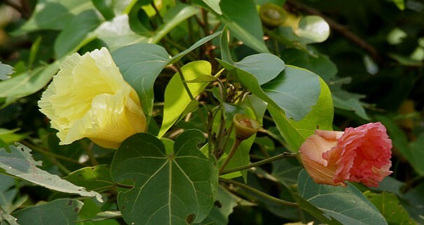 Thespesia populnea | Portia Tree | Aden Apple | Indian Tulip | Milo | 5_Seeds