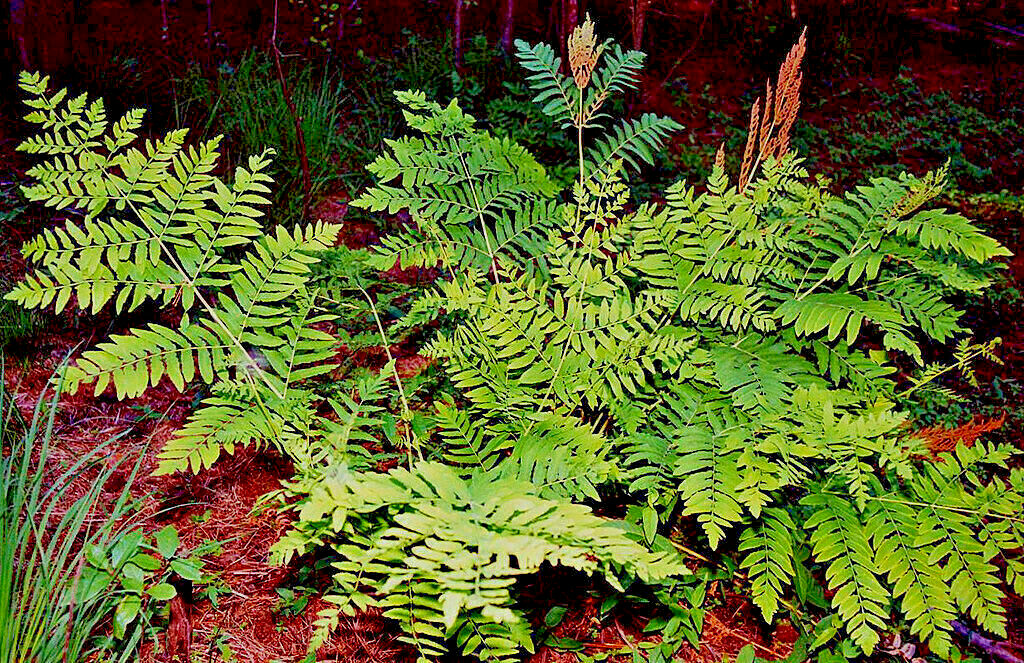 ROYAL FERN 1000 SPORES (SEEDS) HARDY ZONE 3-9,mariesgreengarden OSMUNDA REGALIS