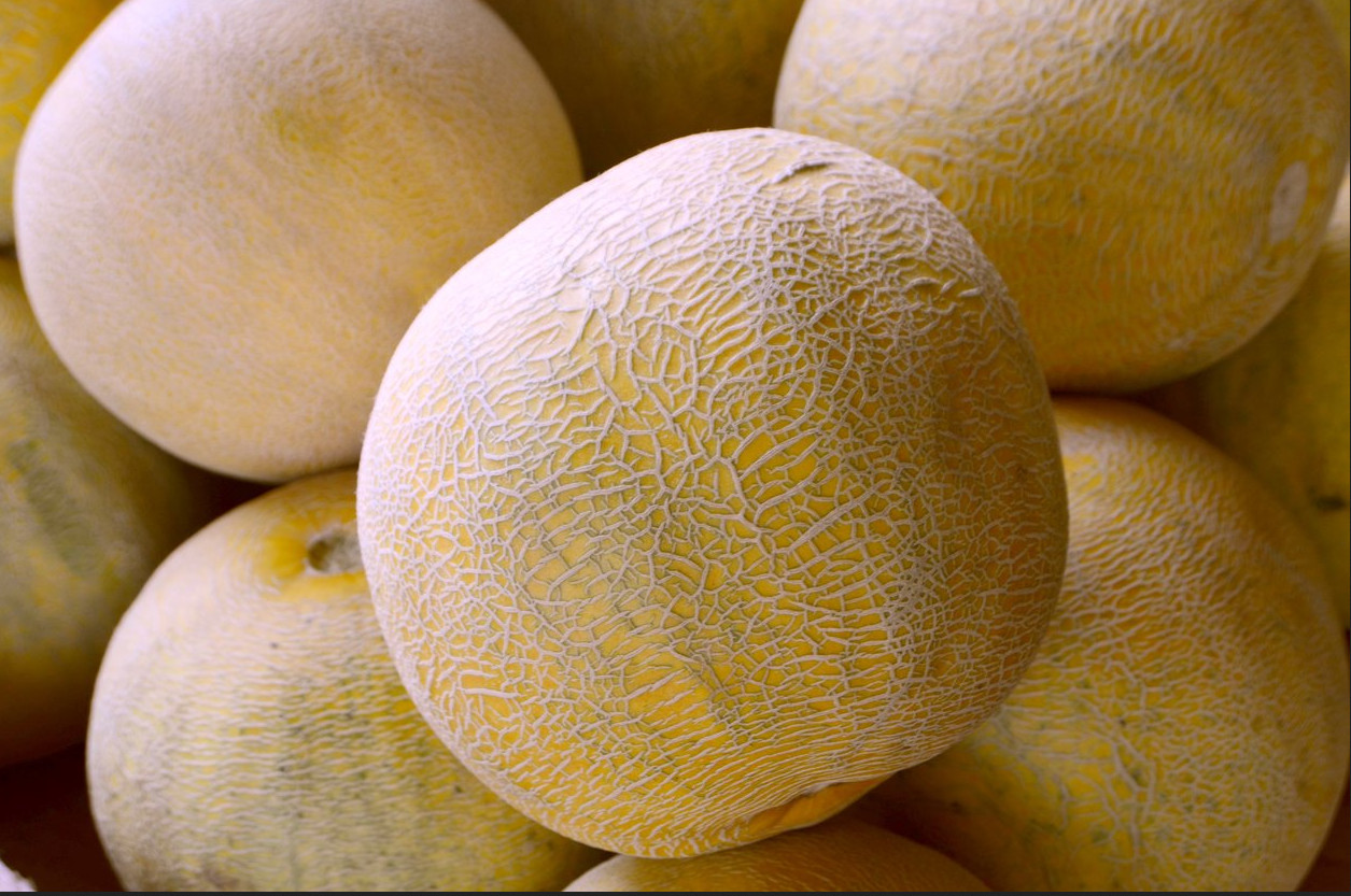 50 Texas Original Heirloom Pecos Cantaloupe Seeds – Legendary Pecos Sweet Melon