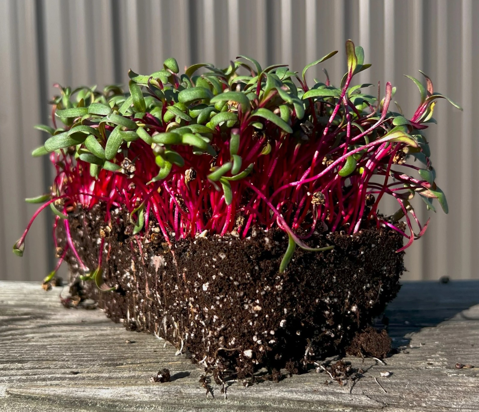 Ruby Red Swiss Chard Heirloom silverbeet 25 – 800 seeds Heirloom Bulk Wholesale