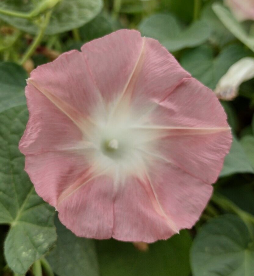 100+ Morning Glory Seeds Mystery Mix | Purple/Blue/Orange/Red/Pink/White/Striped