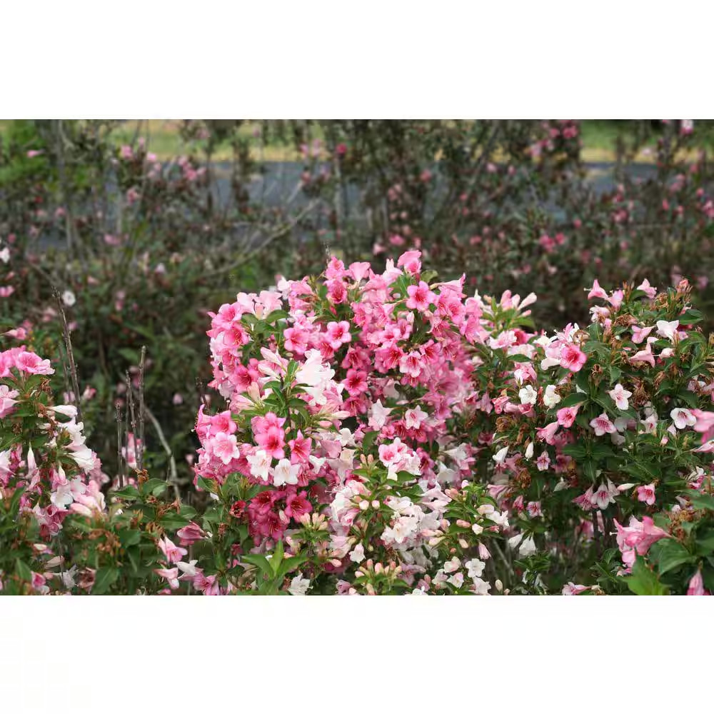 4.5 In. Qt. Czechmark Trilogy (Weigela) Live Shrub, White, Pink, and Red Flowers