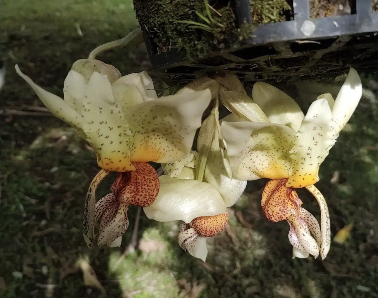 Paphinopea Ivan Portilla Pendulous Flowers Pink Red Yellow Orchid 4” Basket
