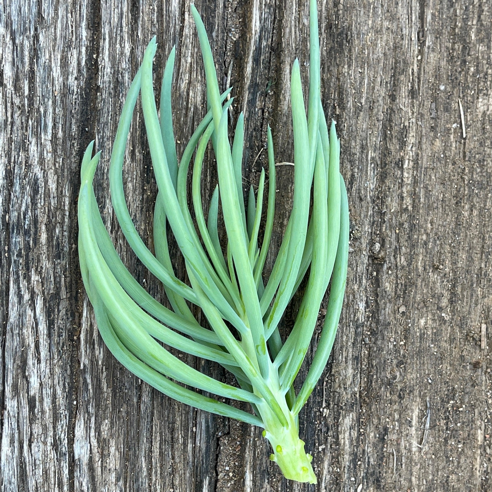 Cuttings – Senecio cylindricus ‘Narrow Chalk Fingers'(2)