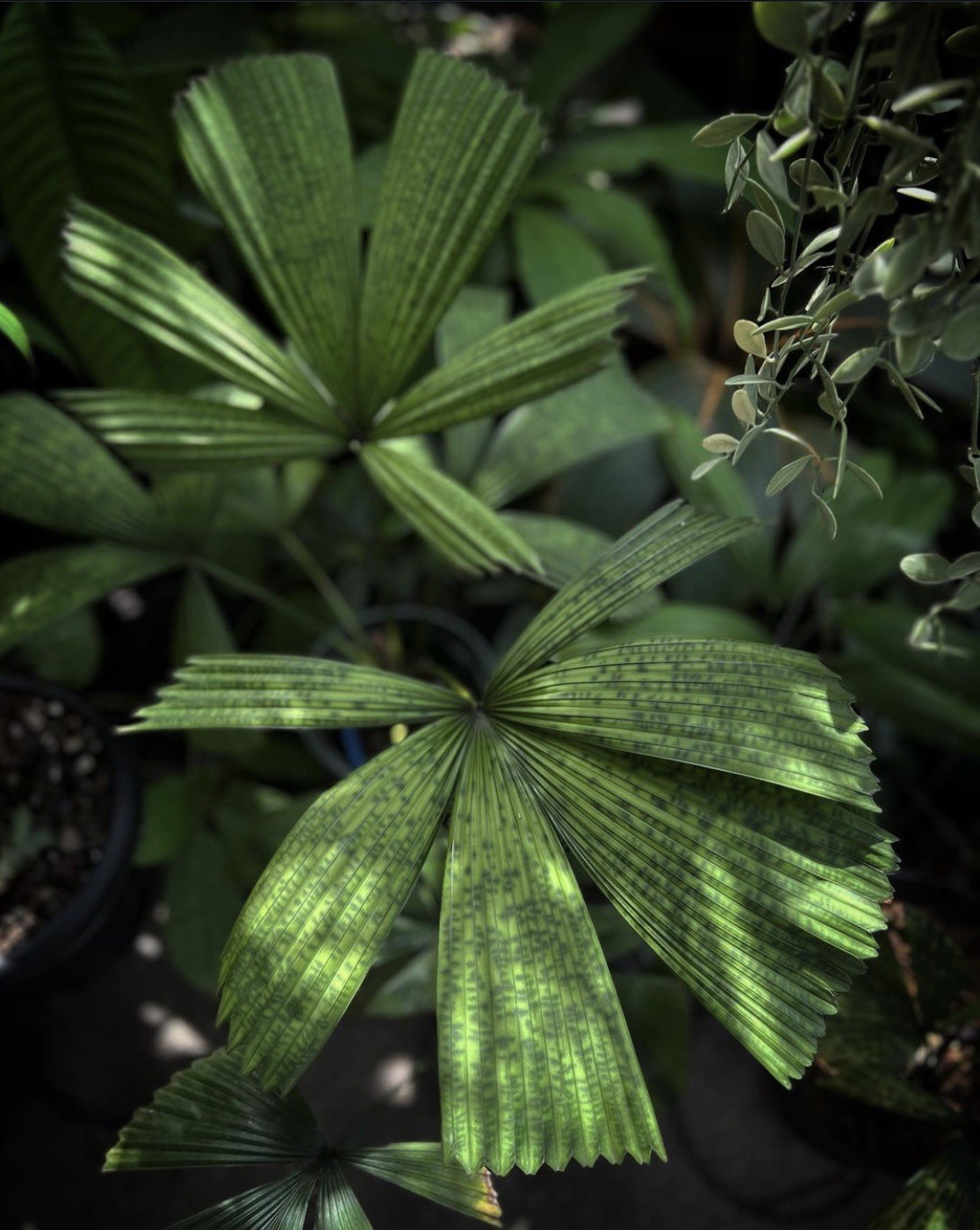Lanonia Dasyantha “Vietnamese Paradise Palm” *Rare*
