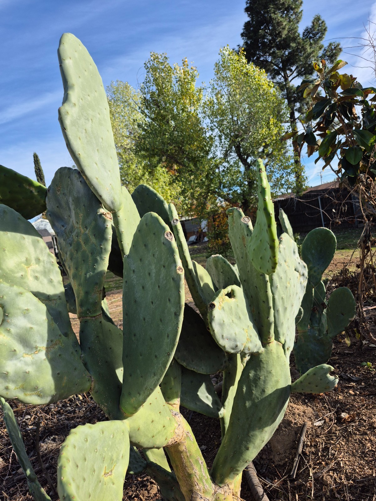 Rooted Prickly Pear Cactus Pad (8–12″) – Live Opuntia Plant