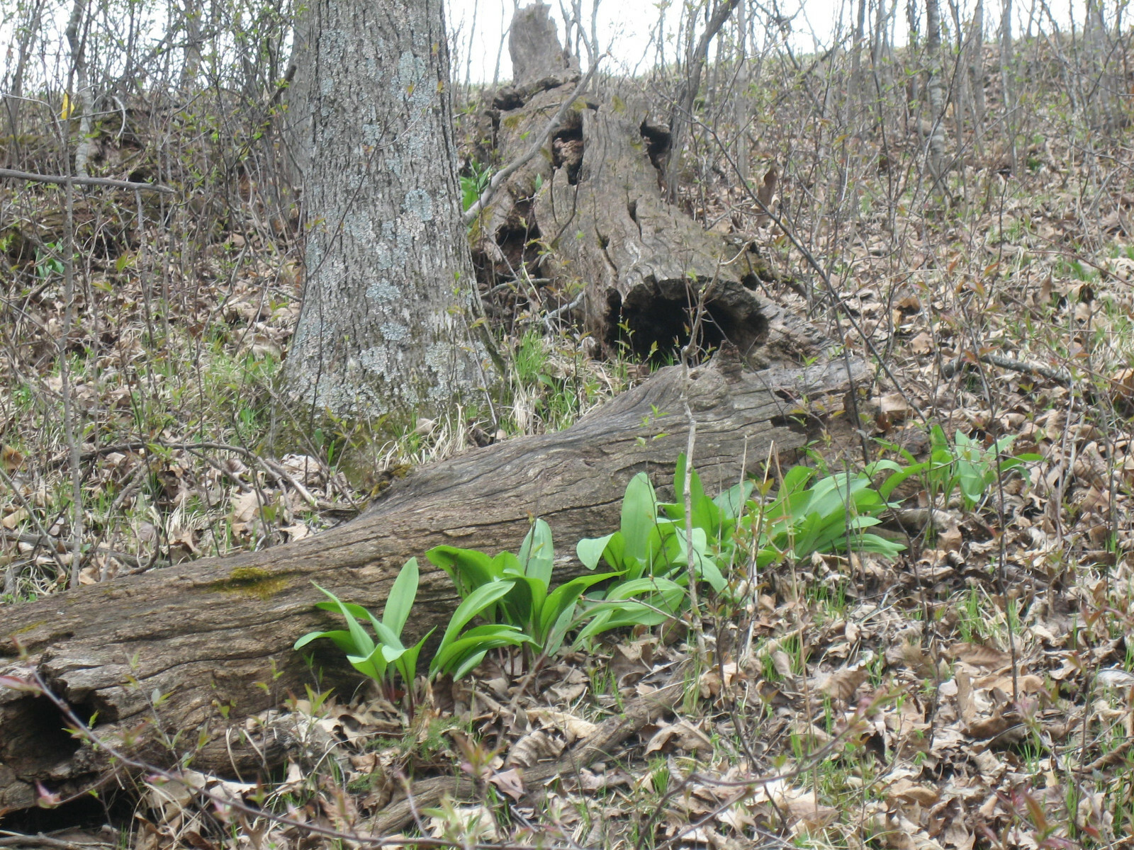 2023 WILD LEEK RAMPS 700 SEEDS 1/2 oz RAMSOM BEARS GARLIC ALLIUM TRICOCCUM A++
