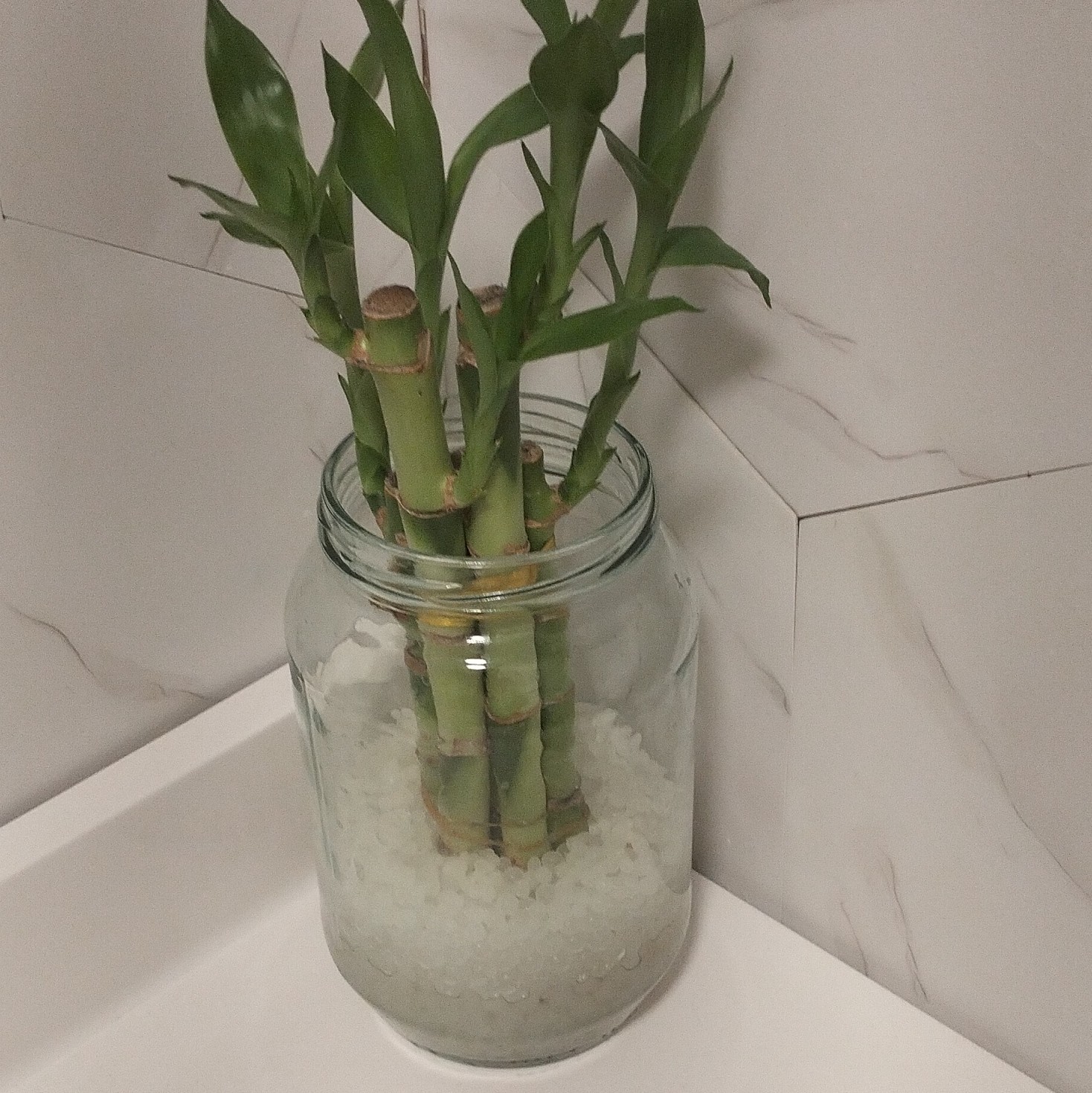 Lucky Bamboo Indoor Evergreen Cutting in Glass Jar .