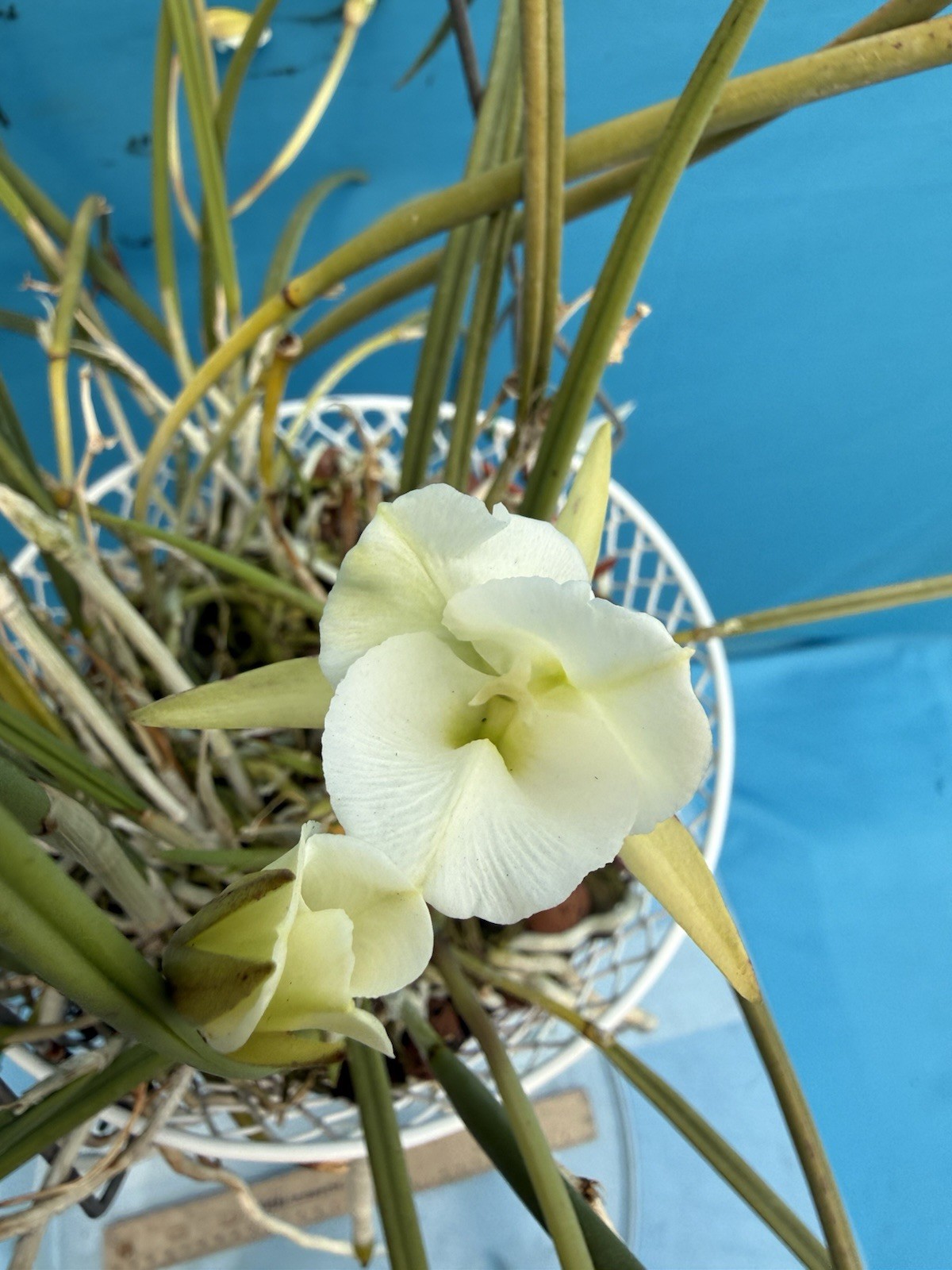 Brassavola tuberculata Peloric White Green Orchid Species 9” Basket + Hanger