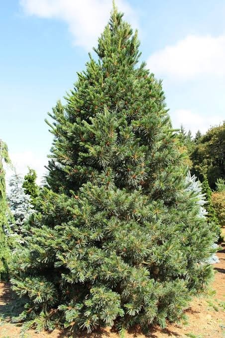 Limber Pine Tree Seedlings in Pots, 3-5″ Tall, Pinus Flexilis, Ready to Plant