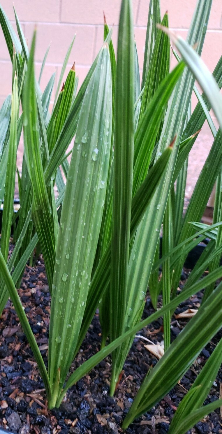1- Medjool 1+ Year Old Date Palm Tree Seedling Phoenix Dactylifera Plant Sapling