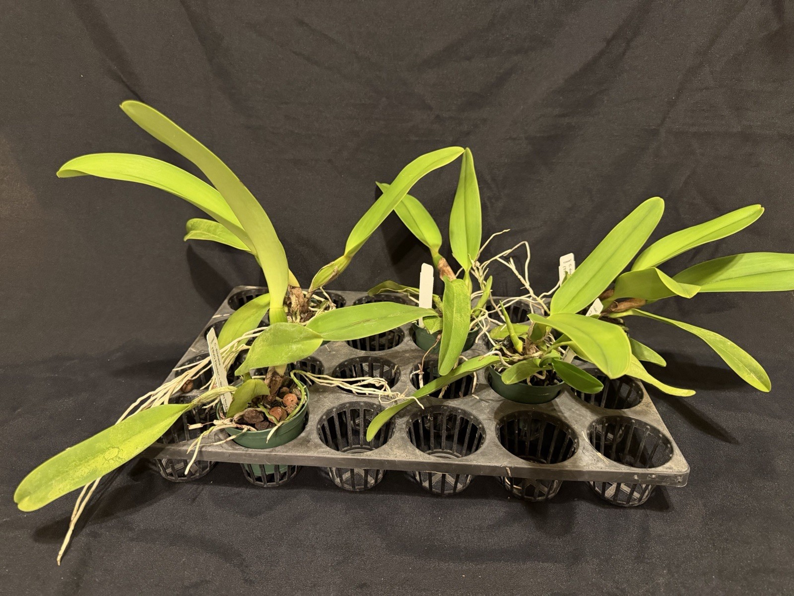 Cattleya dowiana v. rosita in 3in pot