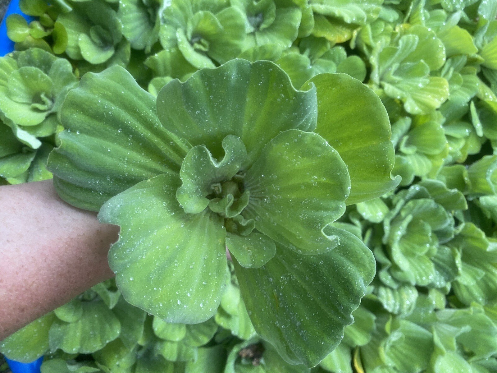 (8) Mix Water Lettuce & Hyacinth Koi Pond Floating Plants Algae Filter Jumbo 5″