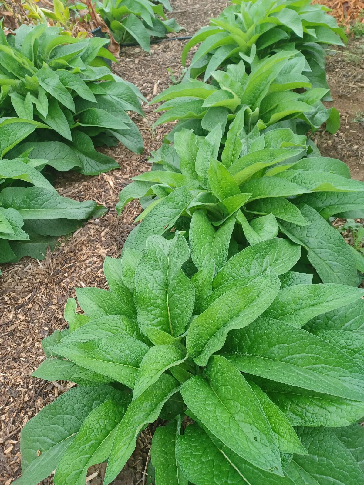 Russian Comfrey Live Root Cuttings – Bocking 14 Cultivar (10 Rhizomes)