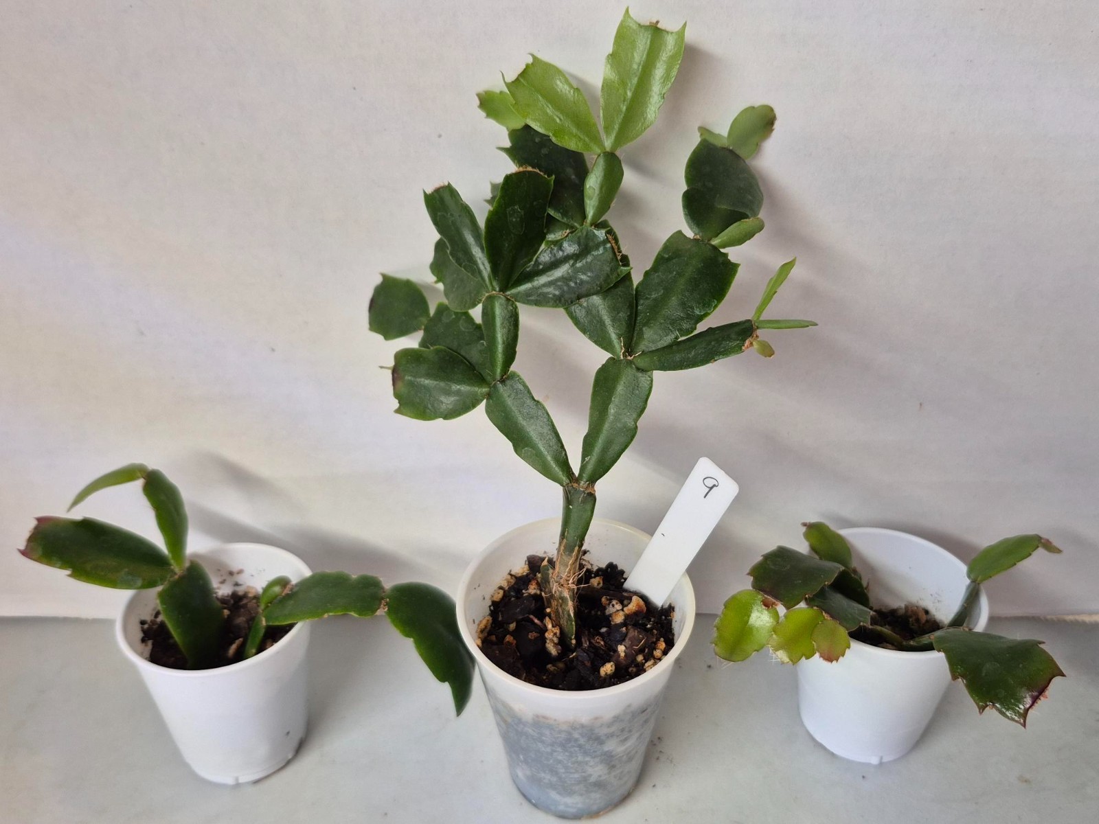 Lost tags – 3 pots – # 9 Thanksgiving/Christmas Cactus Schlumbergera
