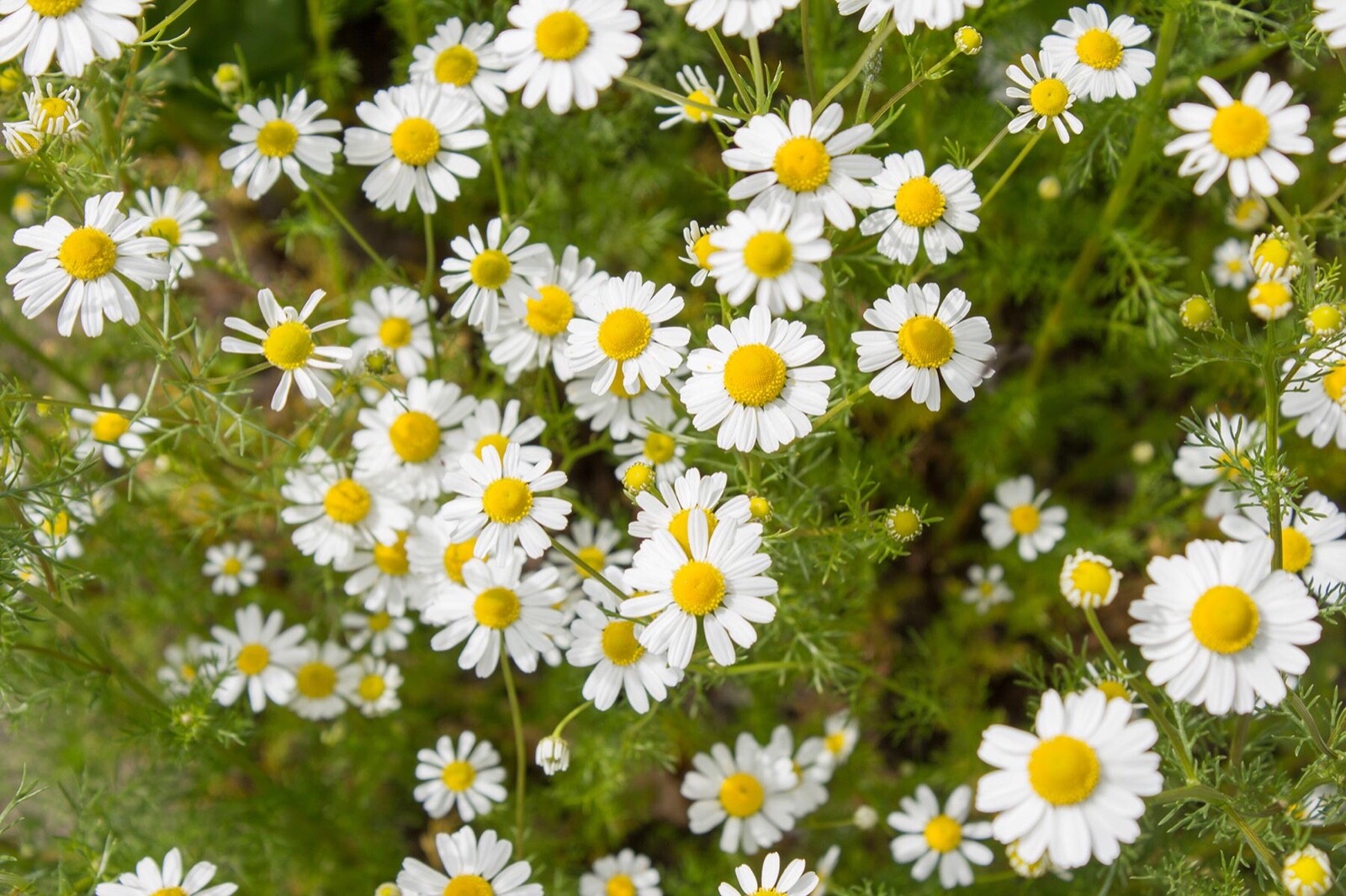 Chamomile Seed fresh crop 500 seeds