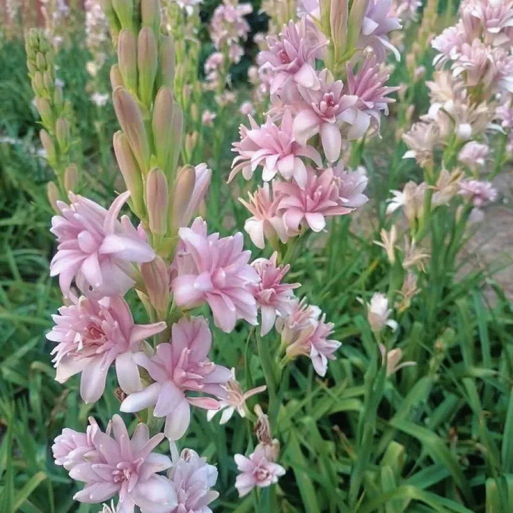 3 New! Large Double Pink Mexican Tuberose Polianthes Lily Fragrant
