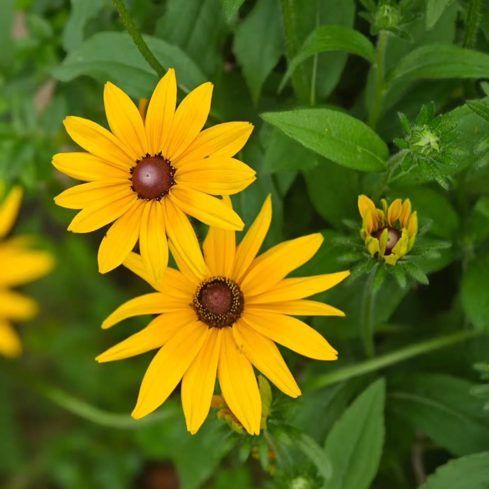 500 Black Eyed Susan Seeds Bright Yellow Daisy-Like Blooms for Garden Zones 3–9