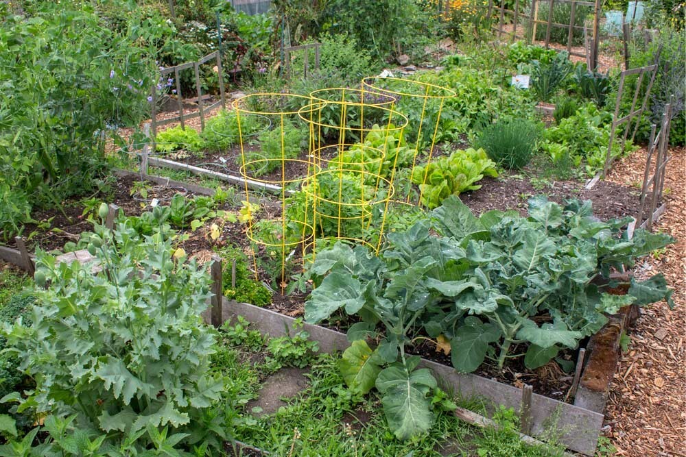 10 Seeds Calsweet Watermelon Vegetable Planting NON-GMO Heirloom Garden EZ2 GROW