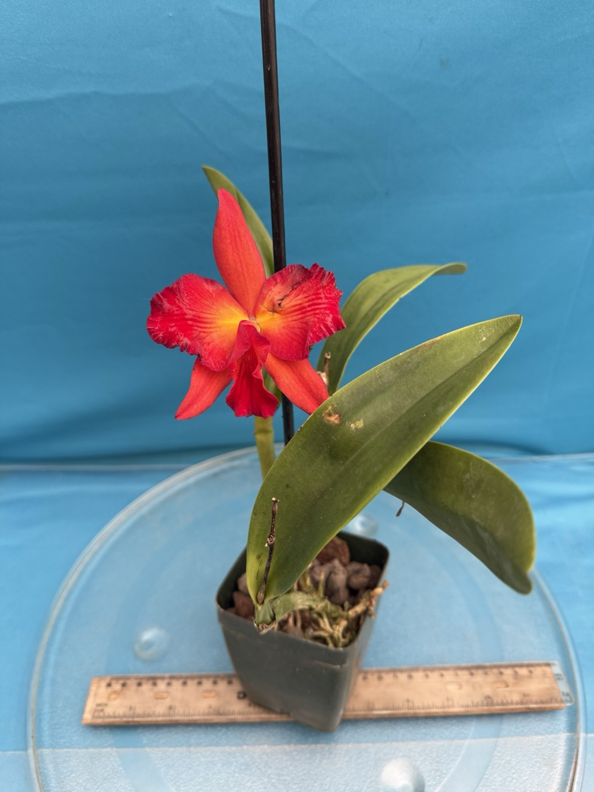 Rth. Happy Happy Joy Joy ’Kilauea’ Orange Red Yellow Blooming Orchid Eros 4” Pot