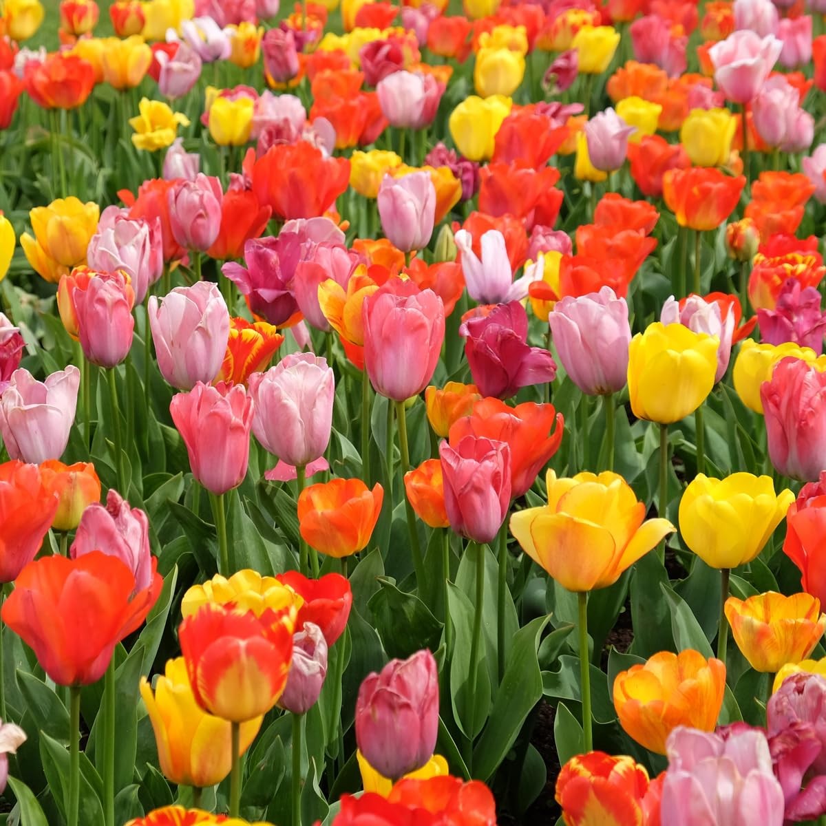 100-Pack Mixed Tulip Flower Bulbs – Bulk Pack of Colorful Tulips for Spring B…