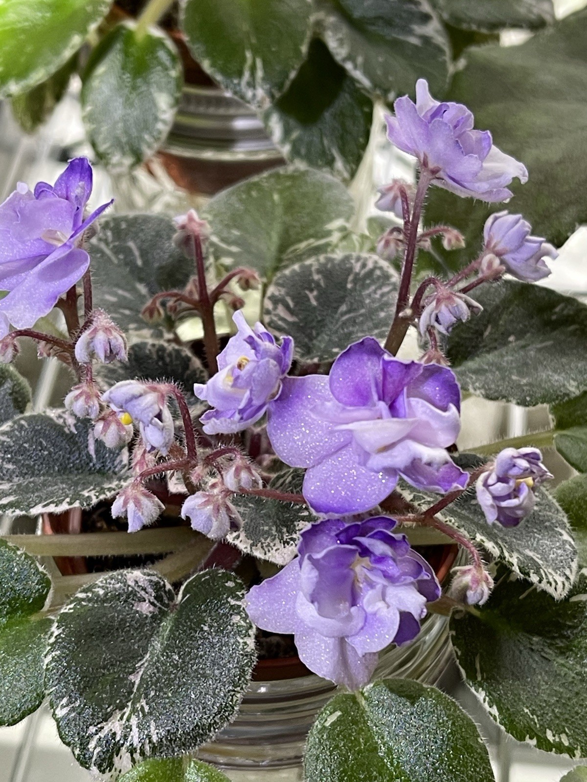 2 African Violet Leaves ~ * Toy Castle * ~