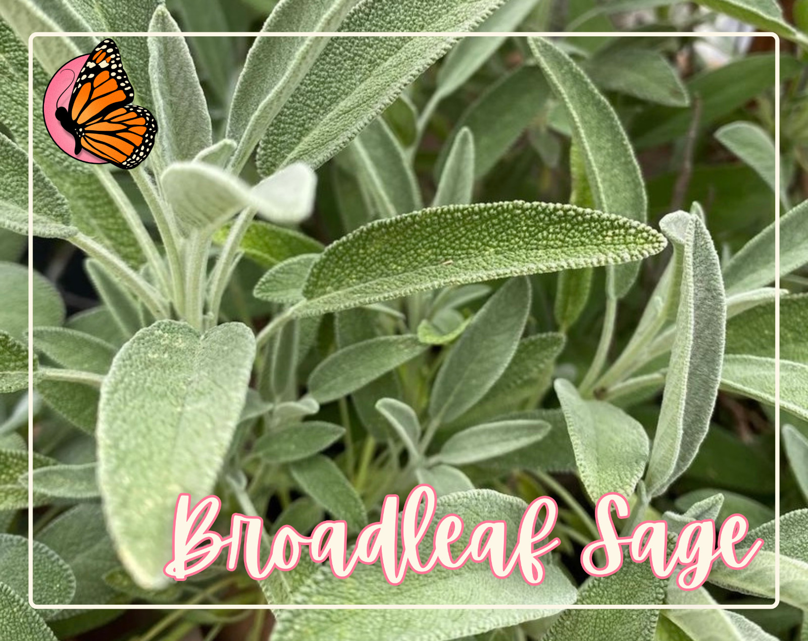 HERBAL TEA SEED BUNDLE | 12 Unique Seed Packets for Growing Herb Tea Gardens