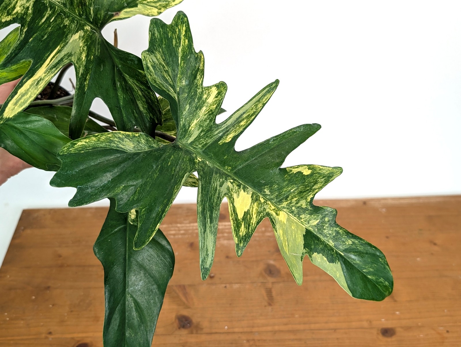 Philodendron Florida Beauty x Mayoi Variegated – Exact Plant #24B in 4″ Pot